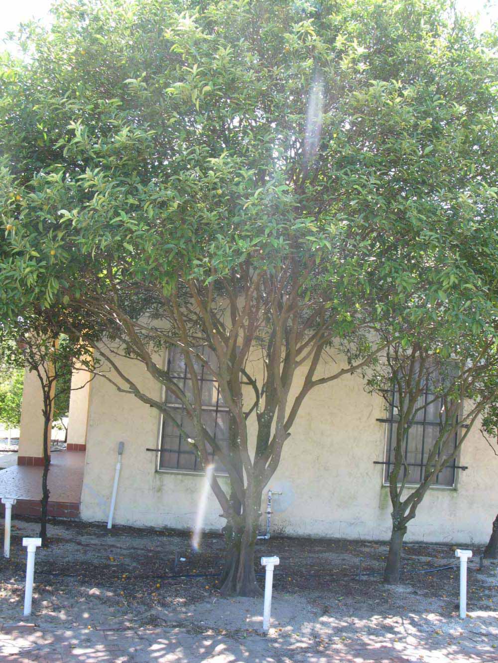              Habit (Winter Haven, FL)       